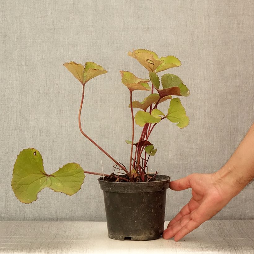 Ligularia hessei Lanternchern - Leopard Plant 2L/3L pot sample as delivered in summer