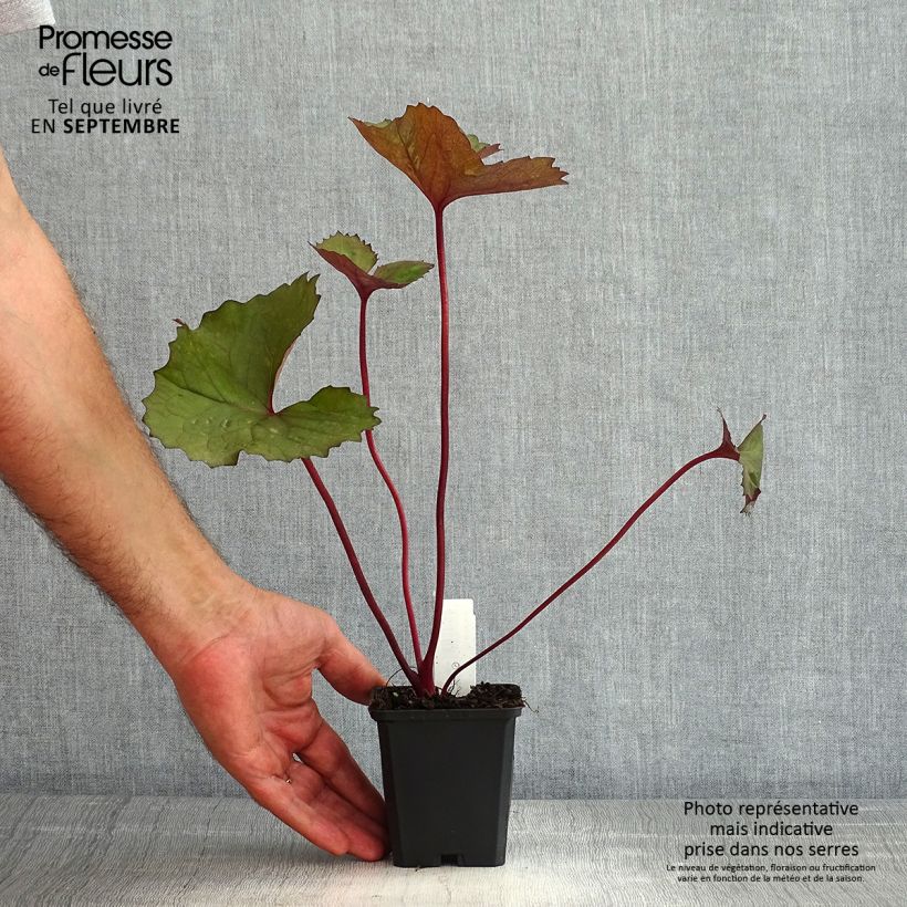 Ligularia dentata Desdemona - Leopard Plant 8/9 cm pot sample as delivered in summer