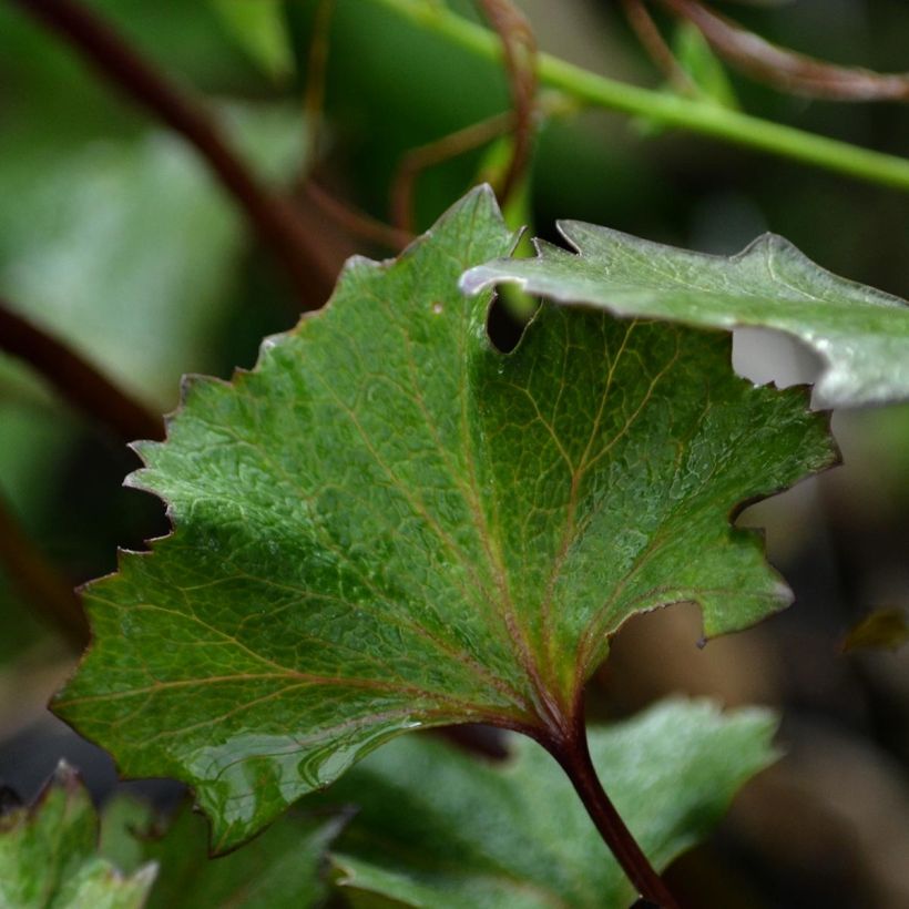 Ligularia Osiris Cafe Noir - Leopard Plant (Foliage)