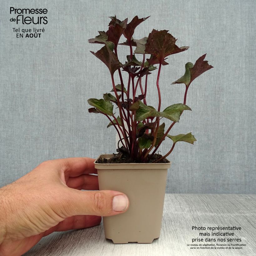 Ligularia Osiris Cafe Noir - Leopard Plant 8/9 cm pot sample as delivered in summer