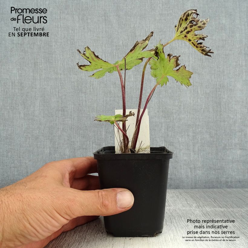 Ligularia przewalskii - Leopard Plant 8/9 cm pot sample as delivered in summer