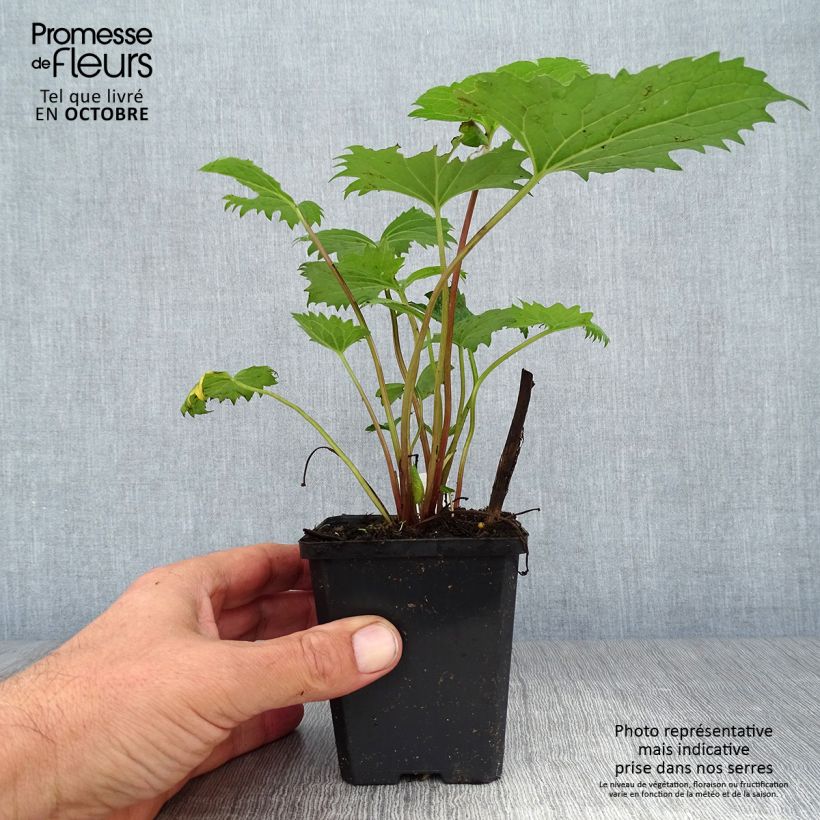 Ligularia stenocephala - Leopard Plant 8/9 cm pot sample as delivered in autumn