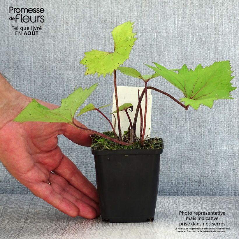 Ligularia stenocephala Little Rocket - Leopard Plant 8/9 cm pot sample as delivered in summer