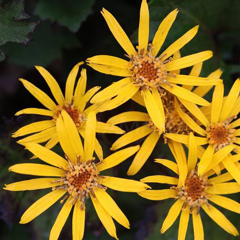 Ligularia dentata Little Golden Ray - Leopard Plant (Flowering)