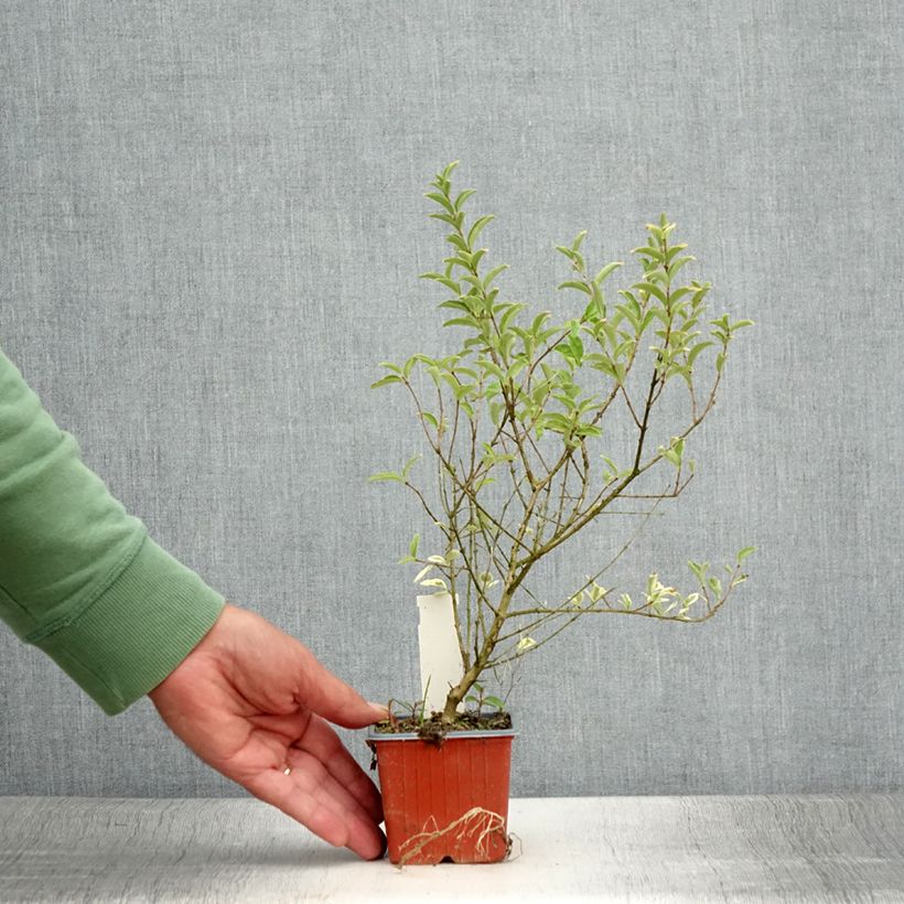 Ligustrum ibota Musli - Privet 8/9 cm pot sample as delivered in summer