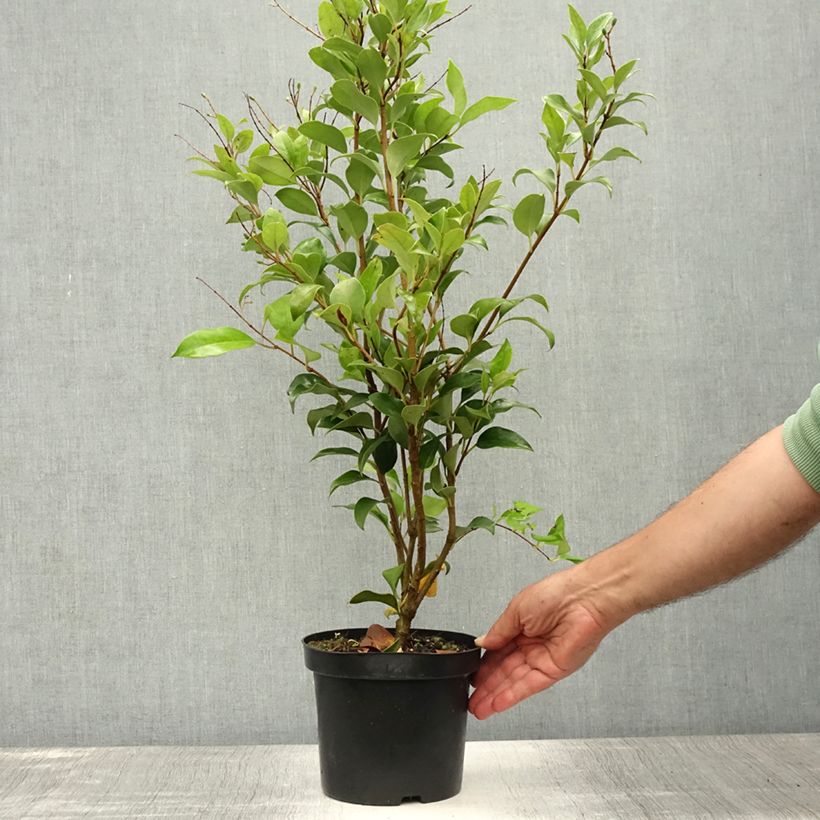 Ligustrum japonicum Green Century - Japanese Privet 2L/3L pot sample as delivered in summer