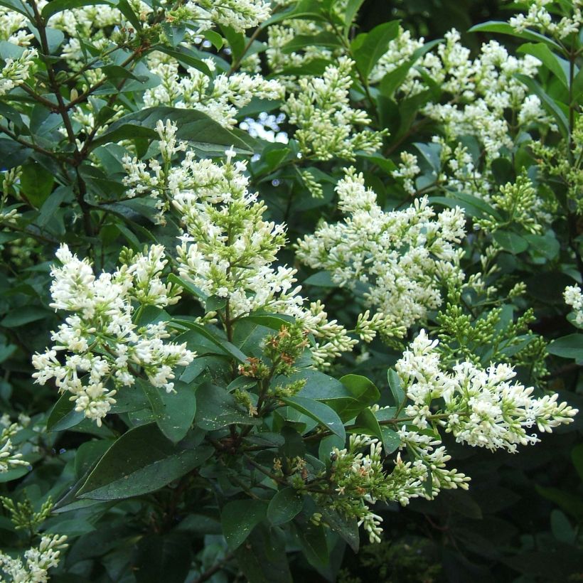 Ligustrum ovalifolium - Privet (Flowering)
