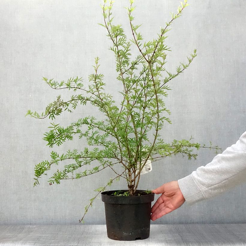 Syringa afghanica - Afghan Lilac 4L/5L pot sample as delivered in summer