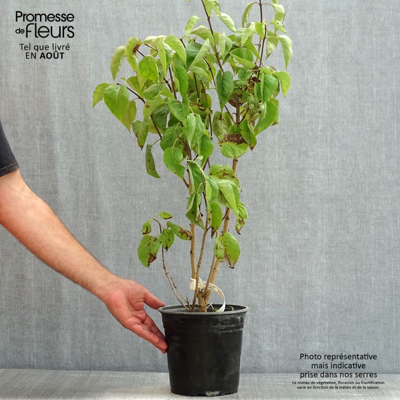 Syringa vulgaris Kindy Rose Gaby - Common Lilac 4L/5L pot sample as delivered in summer