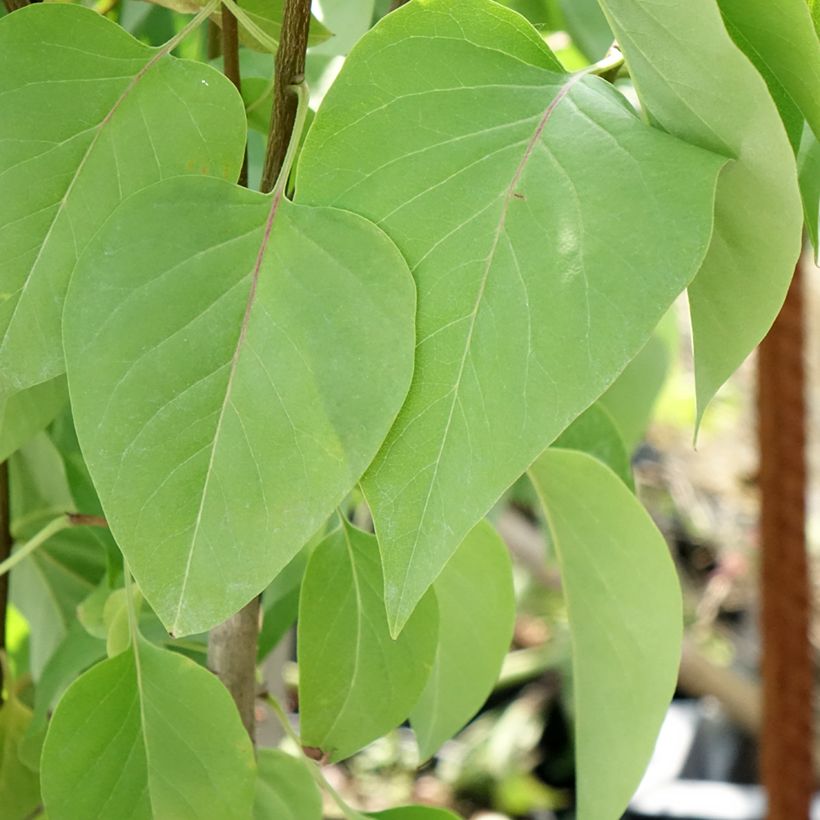 Syringa vulgaris Kindy Rose Gaby - Common Lilac (Foliage)
