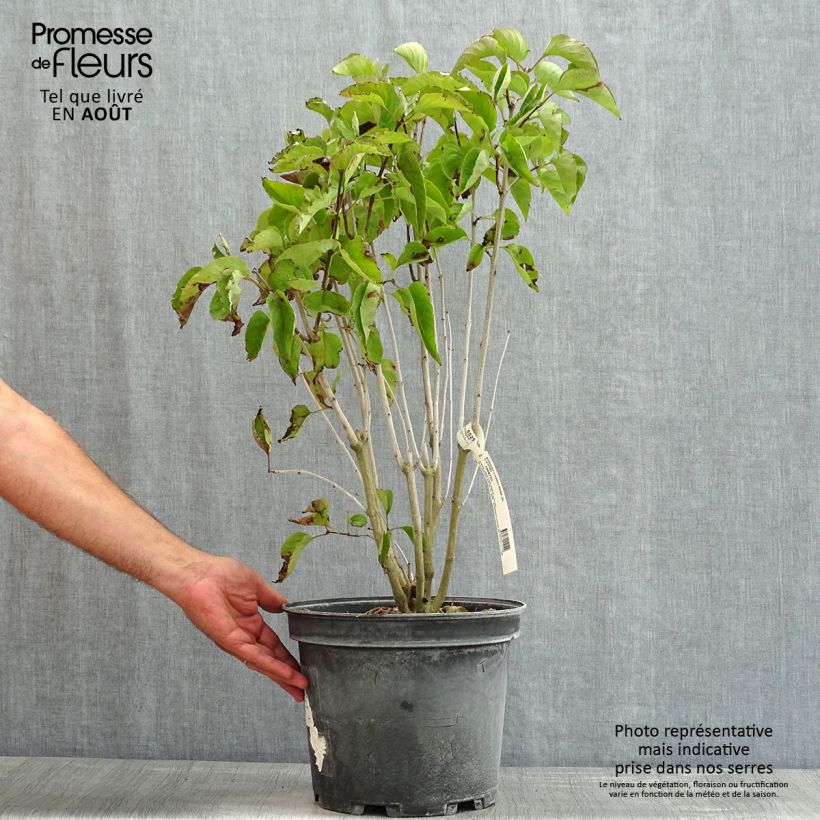 Syringa vulgaris Kindy Rose Gaby - Common Lilac 7.5L/10L pot sample as delivered in summer