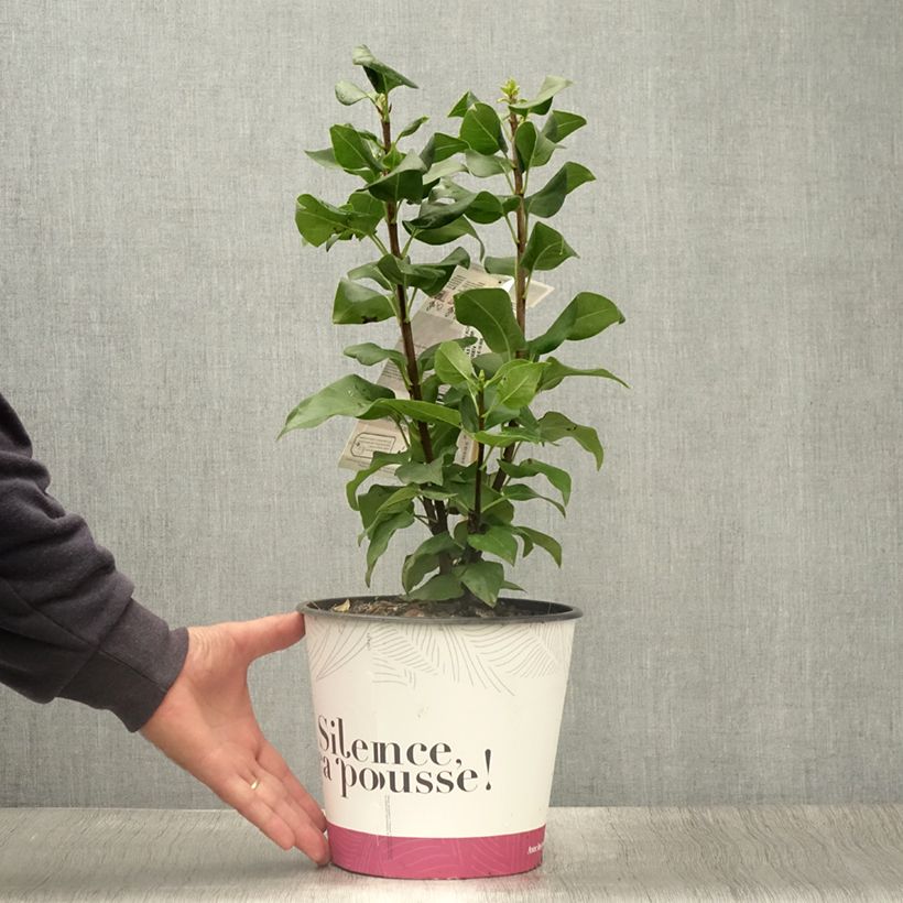 Syringa vulgaris Konchalovskii - Common Lilac 4L/5L pot sample as delivered in summer