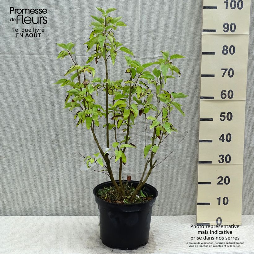 Syringa vulgaris Konchalovskii - Common Lilac 7.5L/10L pot sample as delivered in summer