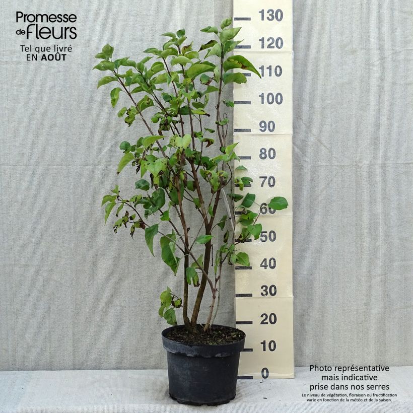Syringa vulgaris Paul Thirion - Common Lilac 7.5L/10L pot sample as delivered in summer