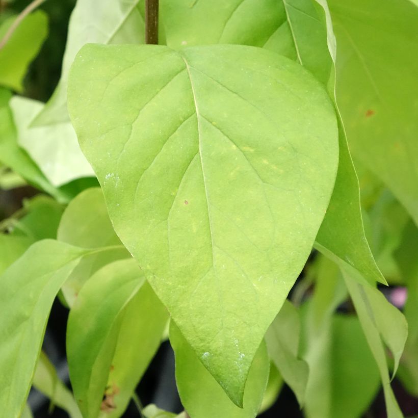 Syringa vulgaris Znamya Lenina - Common Lilac (Foliage)