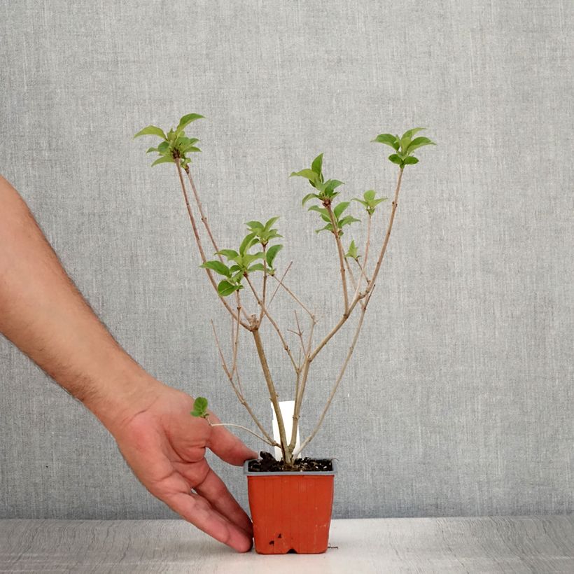 Syringa josikae 8/9 cm pot sample as delivered in summer