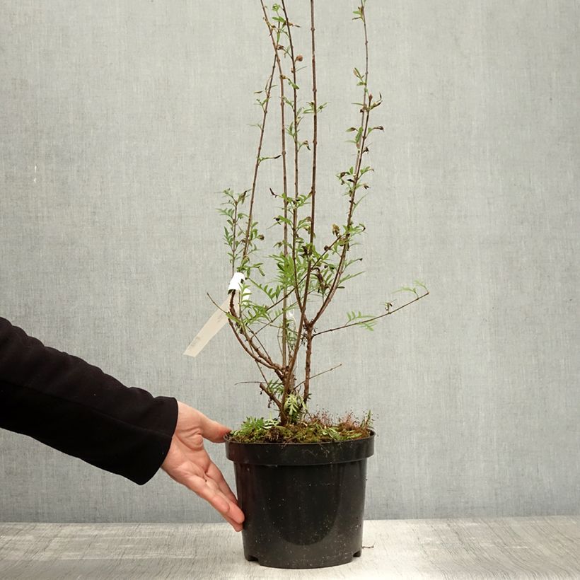 Syringa persica var. laciniata - Lilac 3L/4L pot sample as delivered in autumn
