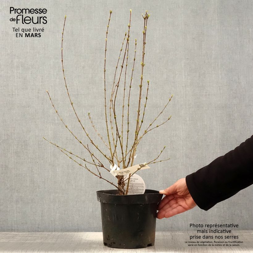 Syringa persica var. laciniata - Lilac 3L/4L pot sample as delivered in spring