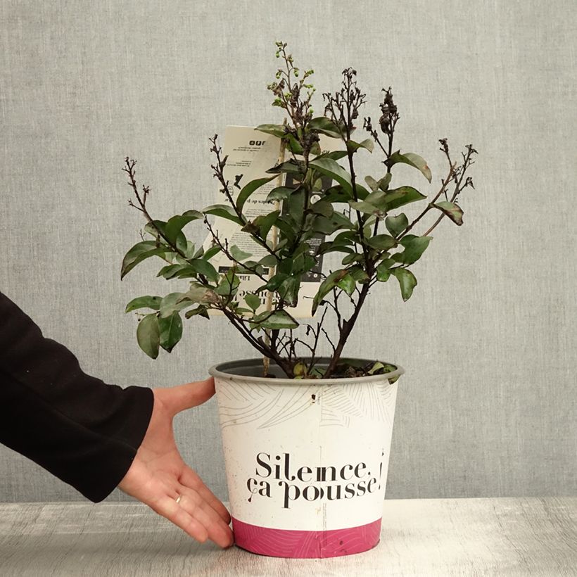Lagerstroemia Enduring White - Crape Myrtle 3L/4L pot sample as delivered in autumn