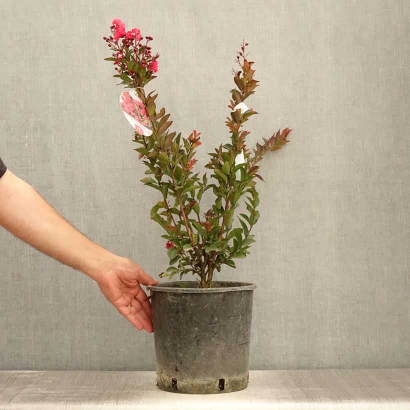 Lagerstroemia indica Berry Dazzle 7.5L/10L pot sample as delivered in summer