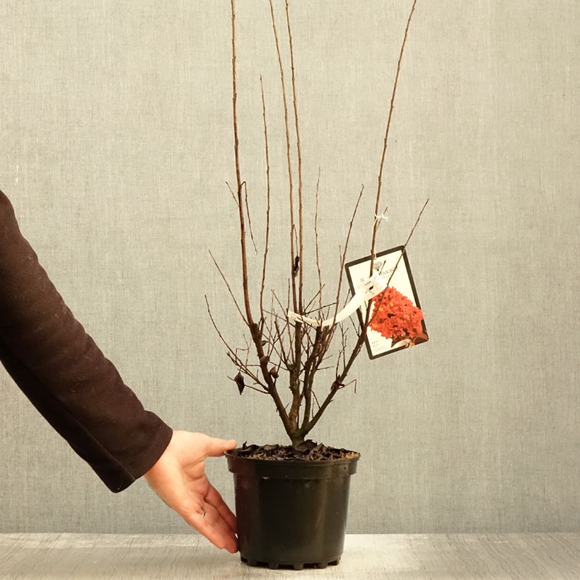 Lagerstroemia indica Black Solitaire Best Red - Crape Myrtle 3L/4L pot sample as delivered in autumn