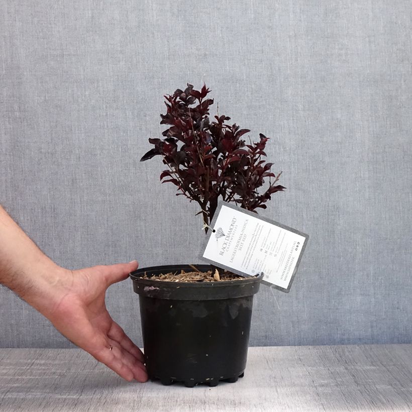 Lagerstroemia indica Black Solitaire Best Red - Crape Myrtle 3L/4L pot sample as delivered in summer