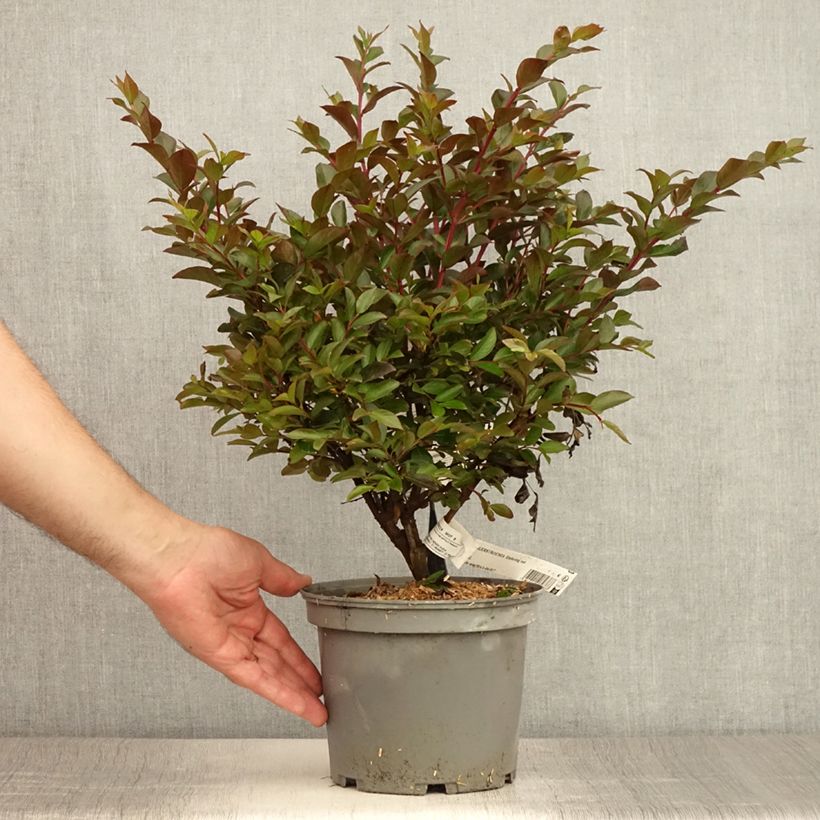 Lagerstroemia indica Enduring Red 3L/4L pot sample as delivered in summer
