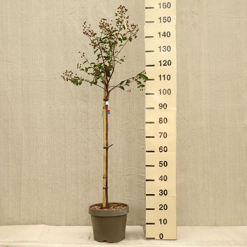 Lagerstroemia indica Eveline - Crape Myrtle 7.5L/10L pot sample as delivered in autumn