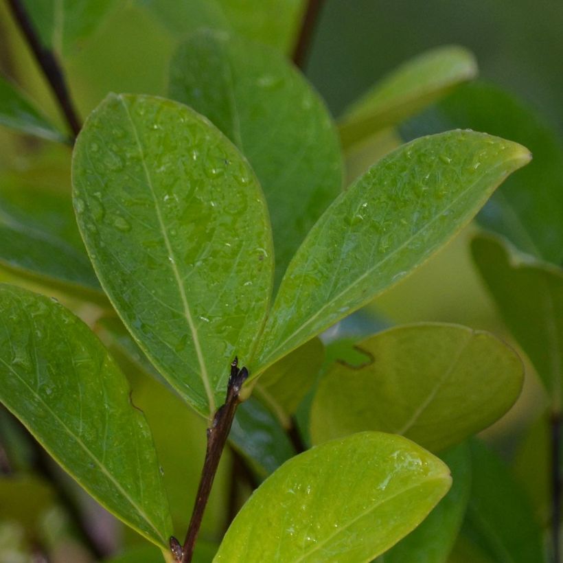 Lagerstroemia indica Kimono - Crape Myrtle (Foliage)