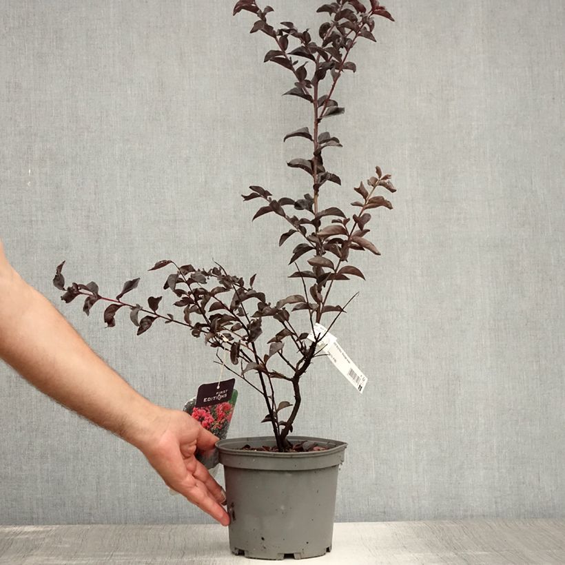 Lagerstroemia indica Midnight Magic - Crape Myrtle 3L/4L pot sample as delivered in summer