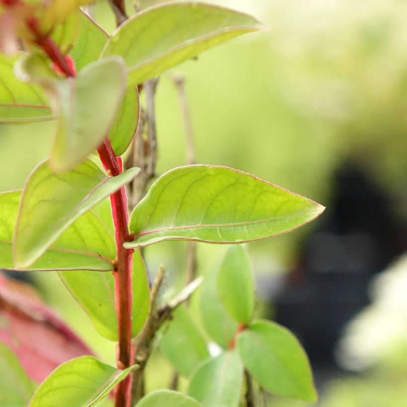 Lagerstroemia indica With Love Babe - Crape Myrtle (Foliage)