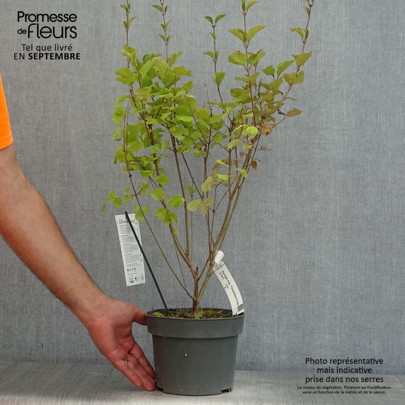 Syringa meyeri Flowerfesta Purple - Lilac 3L/4L pot sample as delivered in summer