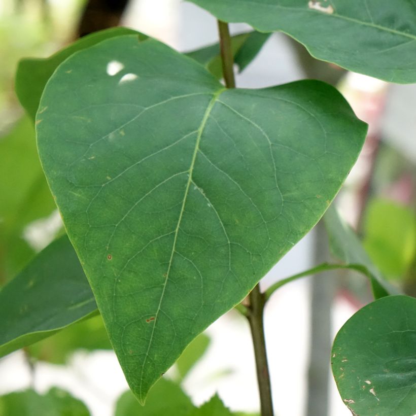 Syringa vulgaris Sensation - Common Lilac (Foliage)