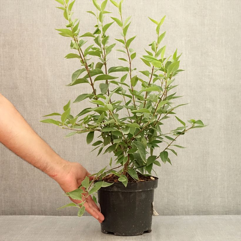 Syringa chinensis Saugeana - Lilac 2L/3L pot sample as delivered in summer