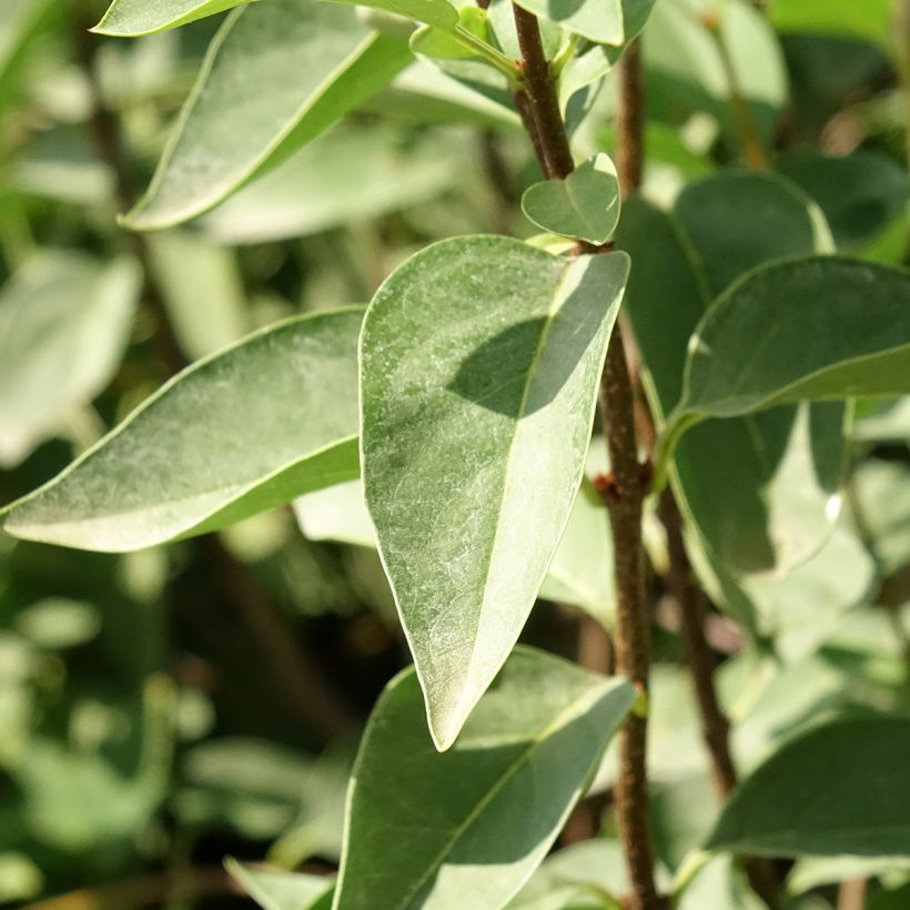 Syringa chinensis Saugeana - Lilac (Foliage)