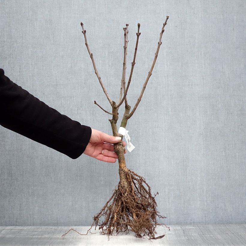 Syringa vulgaris Charles Joly - Common Lilac Bare root sample as delivered in winter