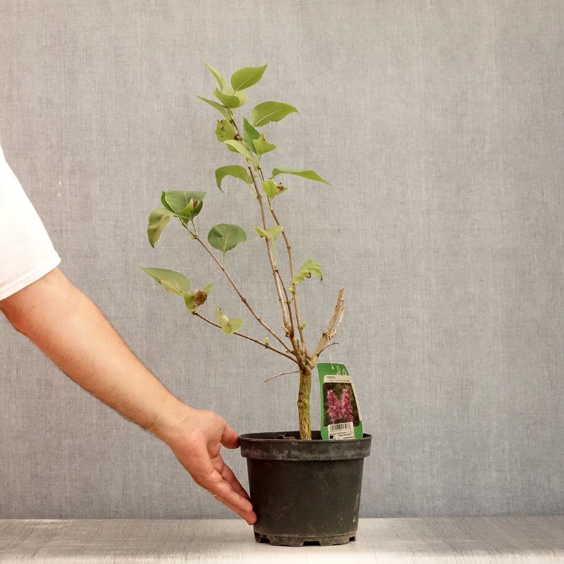 Syringa vulgaris Katherine Havemeyer - Common Lilac 3L/4L pot sample as delivered in summer