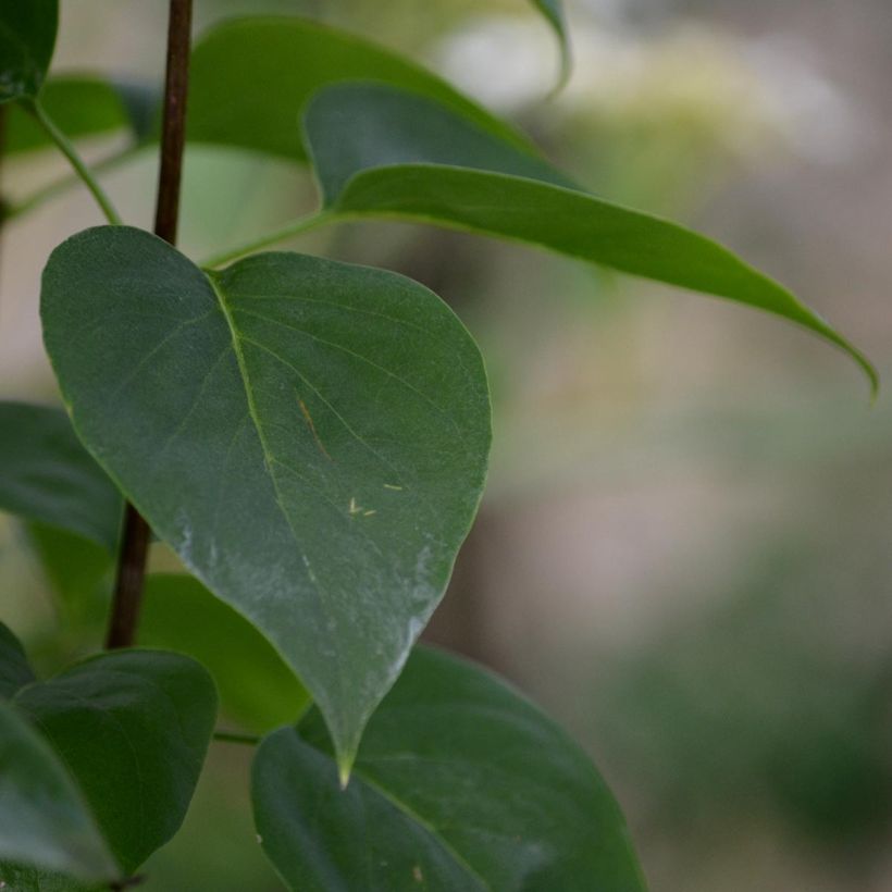 Syringa vulgaris Madame Lemoine - Common Lilac (Foliage)