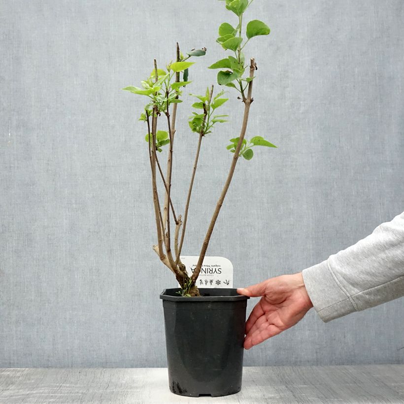 Syringa vulgaris Madame Lemoine - Common Lilac 3L/4L pot sample as delivered in summer