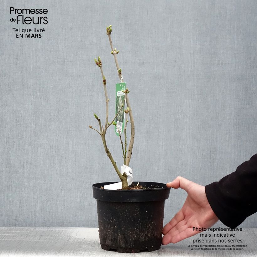 Syringa vulgaris Madame Lemoine - Common Lilac 3L/4L potShipped height around 40/60cm sample as delivered in spring