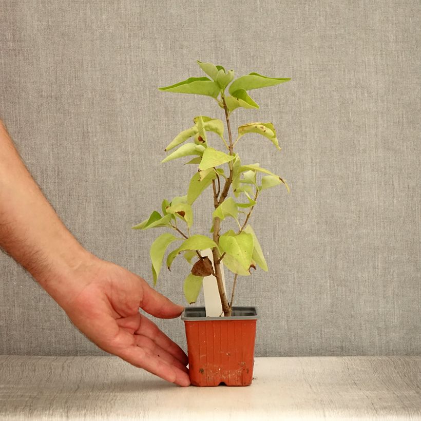 Syringa vulgaris Nadezhda 8/9 cm pot sample as delivered in summer