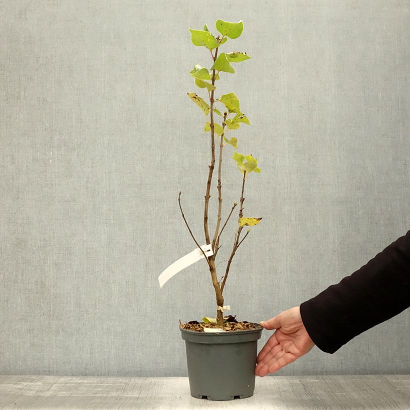 Syringa vulgaris Président Grevy - Common Lilac 4L/5L pot sample as delivered in autumn