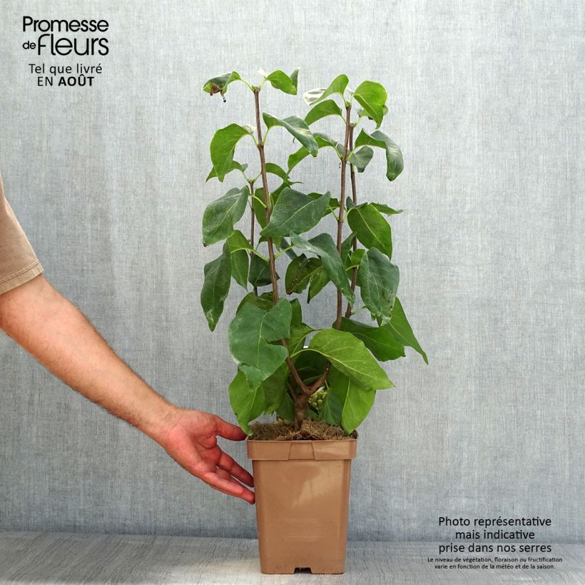 Syringa vulgaris Primrose - Common Lilac 4L/5L pot sample as delivered in summer