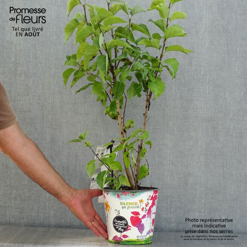 Syringa vulgaris Princesse Sturdza - Common Lilac 4L/5L pot sample as delivered in summer