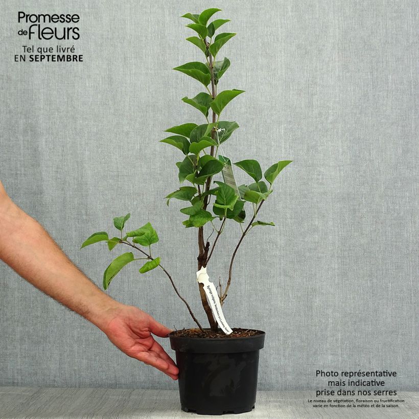 Syringa vulgaris Souvenir de Louis Spaeth - Common Lilac 2L/3L pot sample as delivered in summer