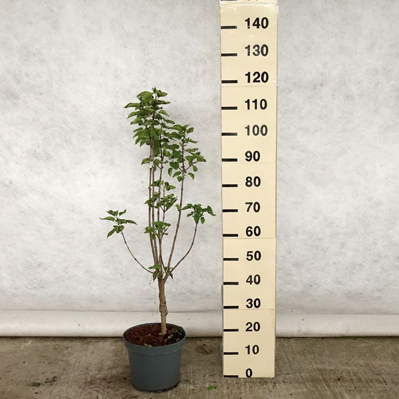 Syringa vulgaris Souvenir de Louis Spaeth - Common Lilac 7.5L/10L pot sample as delivered in summer