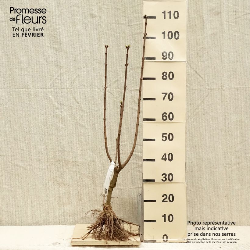 Syringa vulgaris Souvenir de Louis Spaeth - Common Lilac Bare root sample as delivered in winter