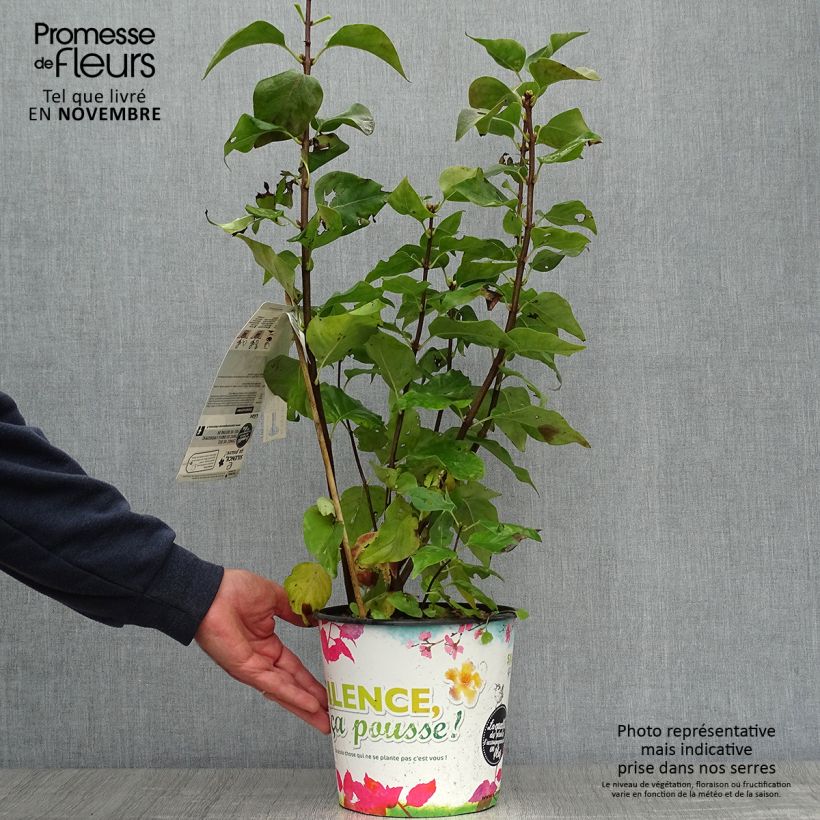 Syringa vulgaris Zhemchuzhina 4L/5L pot sample as delivered in autumn
