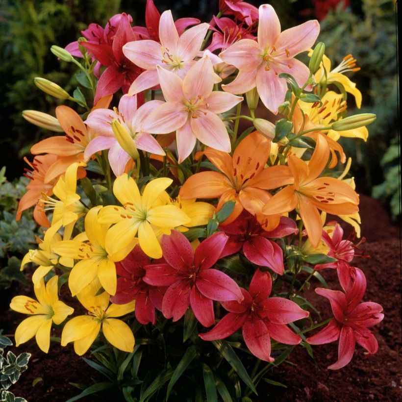 Lilium Asiatic Mix - Asiatic Lily (Flowering)