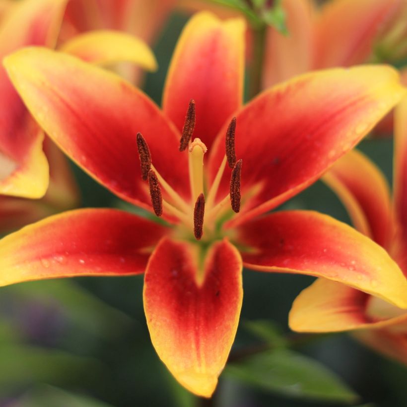 Lilium Avalon Sunset - Oriental Lily (Flowering)